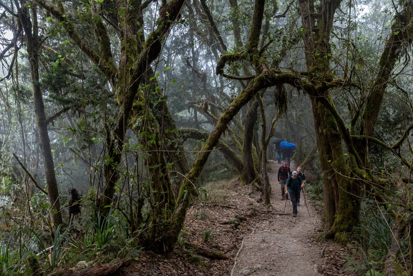 Clay Cook's photograph of an expedition of people climbing Mount Kilimanjaro. To the right of the frame, a handful of people climb up a trail through a misty, mossy forest. 